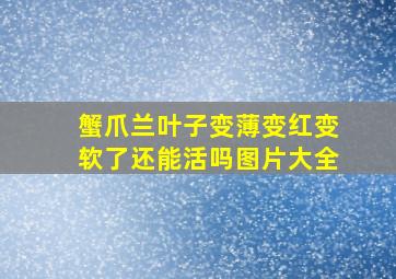 蟹爪兰叶子变薄变红变软了还能活吗图片大全