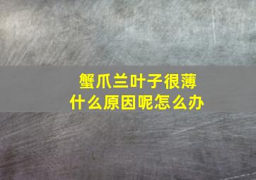 蟹爪兰叶子很薄什么原因呢怎么办