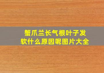 蟹爪兰长气根叶子发软什么原因呢图片大全