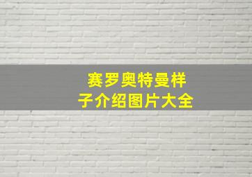 赛罗奥特曼样子介绍图片大全