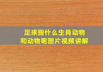 足球指什么生肖动物和动物呢图片视频讲解