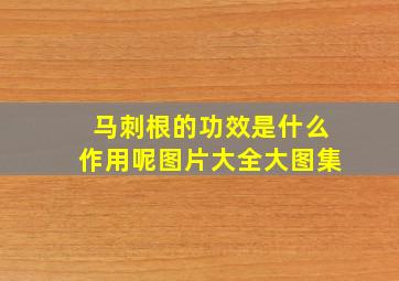 马刺根的功效是什么作用呢图片大全大图集