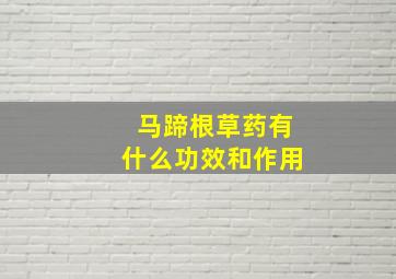 马蹄根草药有什么功效和作用