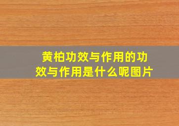 黄柏功效与作用的功效与作用是什么呢图片