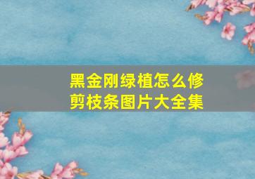 黑金刚绿植怎么修剪枝条图片大全集