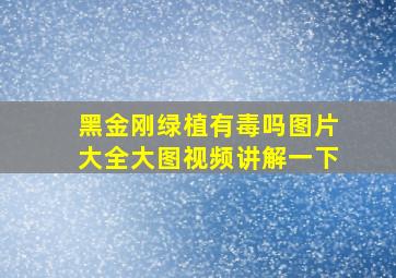 黑金刚绿植有毒吗图片大全大图视频讲解一下